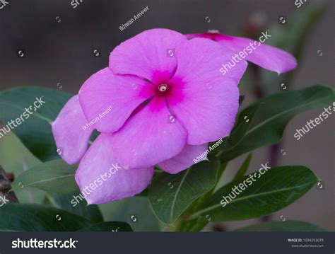 purpleviolet catharanthus roseus nitya pushpa called stock photo