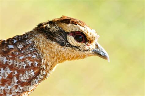 Female Reeves s Pheasant stock image. Image of alone - 24991619