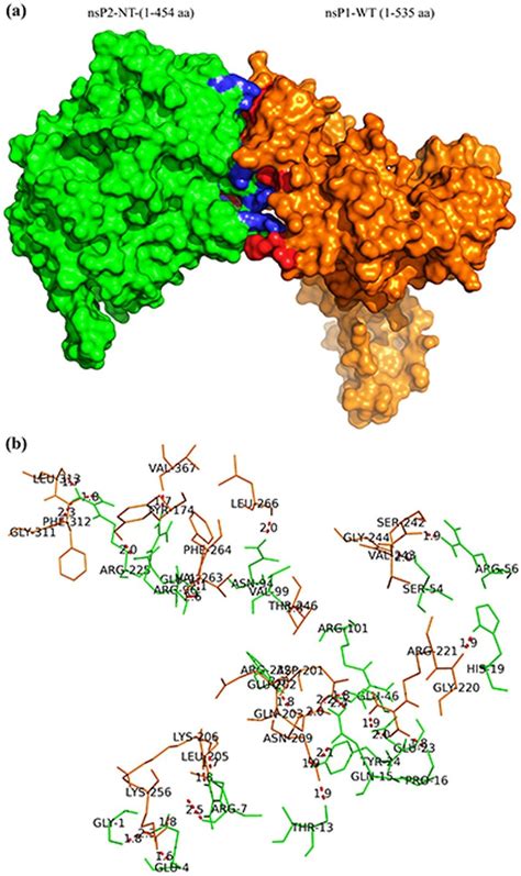 Protein Protein Docking Analysis Shows The Specific Amino Acids