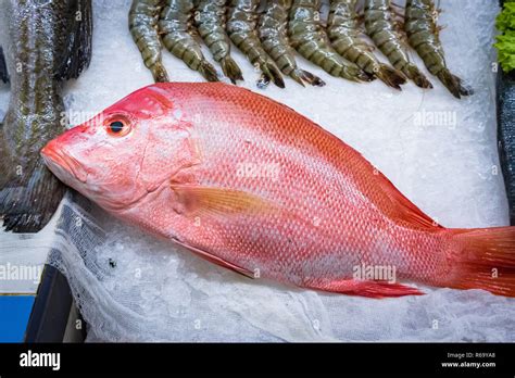Fresh Red Snapper 1 Stock Photo Alamy