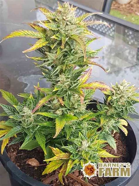 Pineapple Express Auto Barney S Farm Sklep Ziarno Ycia