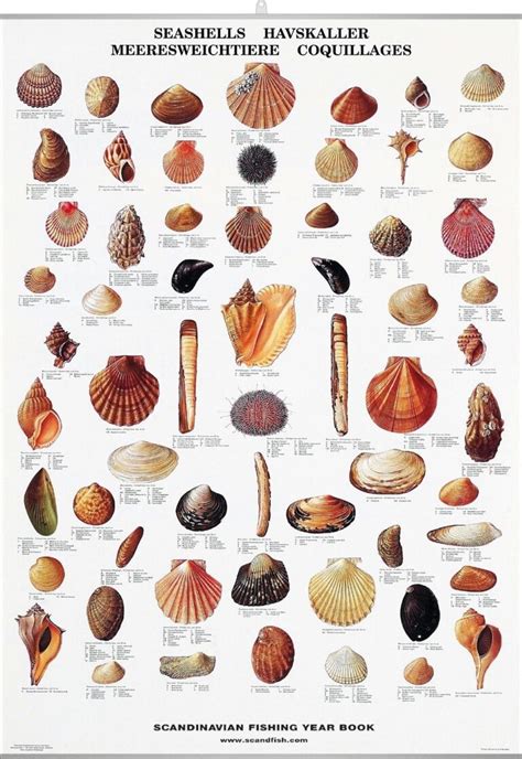printable seashell identification chart  printable chart