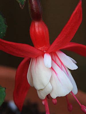 Домашняя фуксия: фото комнатного цветка, сорта и уход в домашних условиях