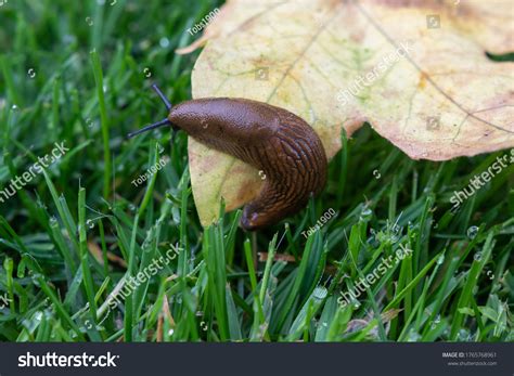 Slimy Naked Slug On Leave Grass Stock Photo Shutterstock