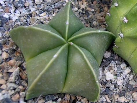 Астрофитум (112 фото) » НА ДАЧЕ ФОТО