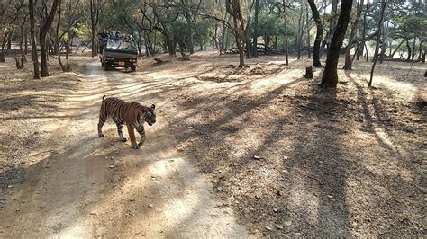 Royal Ranthambore Experience – WildNatureScapes