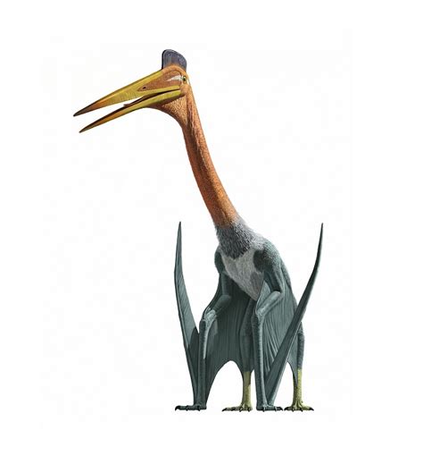 Pterosaur | Extinct Animals