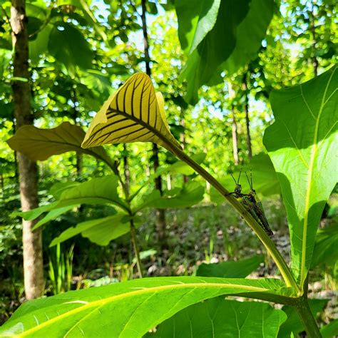 Protecting and restoring crucial ecosystems - Treevive