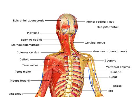 Back Muscles Diagram Labeled / Muscular Anatomy 2 Femuscleblog : This ...