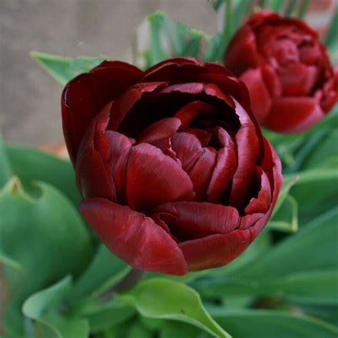 Tulip Uncle Tom Paeony Type