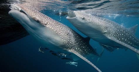 Exploring the Mysterious World of Sharks: Discover Which Oceans They Call Home - Hunter Games Magazine