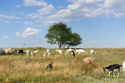Goats Graze In The Meadow Stock Photo Image Of Goat 340058464