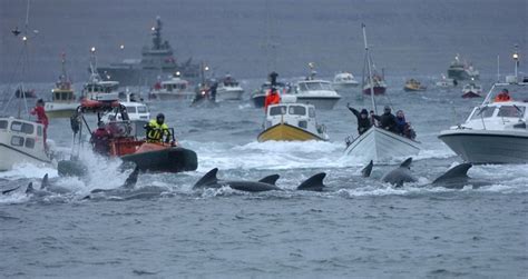 Mass Whale Hunting in Faroe Islands Leave Sea Blood Red | Amusing Planet