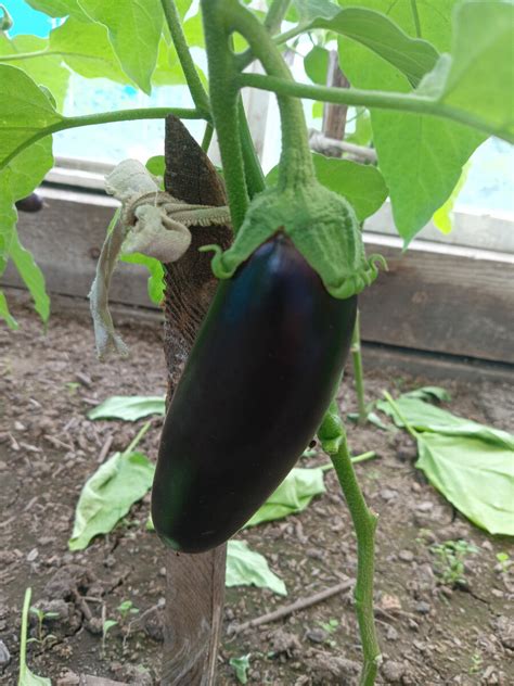 Провожу профилактику от паутинного клеща на огурцах и баклажанах. В ...