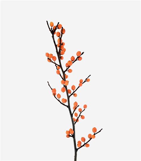 Ilex Orange Beauty - Radical Wonders