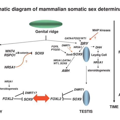 Pdf Mechanism Of Sex Determination In Humans Insights From Disorders Of Sex Development