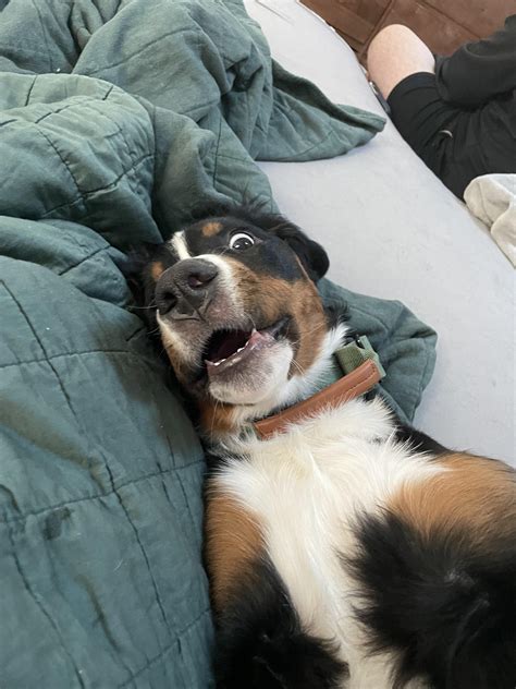 Acorns. So many acorns. : r/bernesemountaindogs