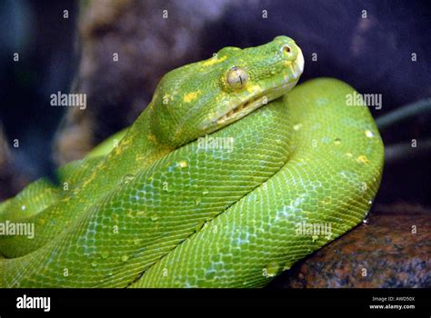 Green Tree Python Chondropython Viridis Hi Res Stock Photography And