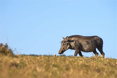 Qu Fauna Predomina En El Clima Mediterr Neo