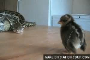 Snake Eats Chick GIFs - Find & Share on GIPHY