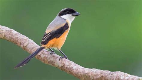 Burung Cendet Kepala Merah Oliver Piper