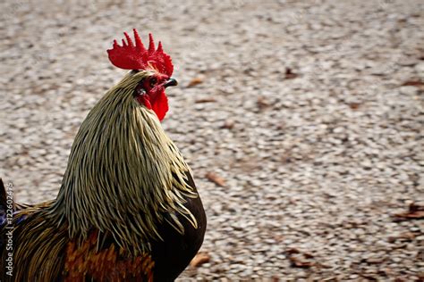 Farm Animal Rooster With Red Hackles And Wattles Stock Photo Adobe