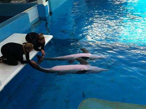 Photo Gallery: Winter Meets Hope at Clearwater Marine Aquarium ...