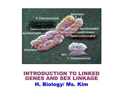 Ppt Introduction To Linked Genes And Sex Linkage H Biology Ms Kim Powerpoint Presentation