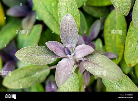 Sagesalvia Officinalis Stock Photo Alamy