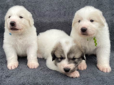 Great Pyrenees Puppies For Sale