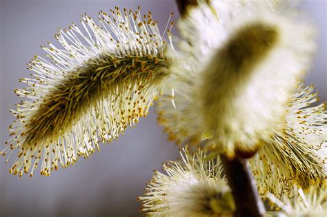 Branch With Flowering Pussy Willow Of License Image Lookphotos