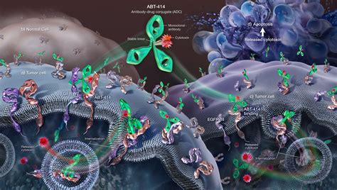 Investigational Drug (ABT-414) MOA - Geras Healthcare Productions