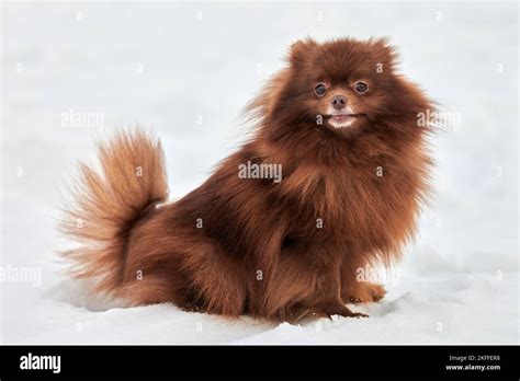 Pomchi Full Grown