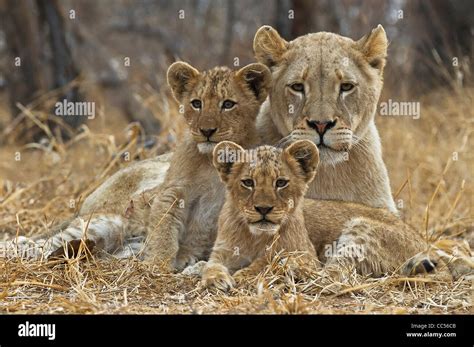 Lioness And 2 Cubs Majestic Lioness With Cubs 54626747 Stock Photo At