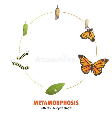 Life Cycle Of Butterfly Eggs Caterpillar Pupa Butterfly