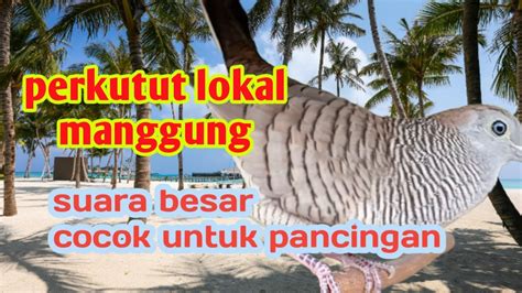 Perkutut Lokal Manggung Suara Besar Cocok Untuk Pancingan YouTube