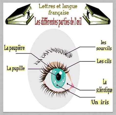 Les Différentes Parties De Lœil Vocabulaire