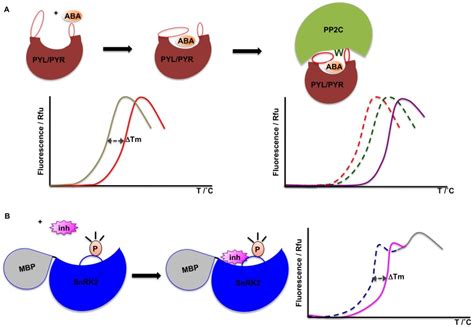 (A) Stabilization of receptor by ligand-binding is demonstrated by the ...