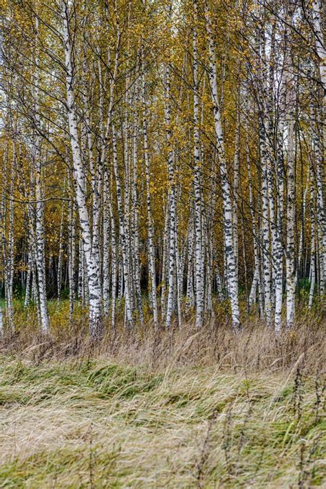 Naked Birch Aspen Trees In Autumn Forest Woth Some Orange Leaves Left Stock Image Image Of