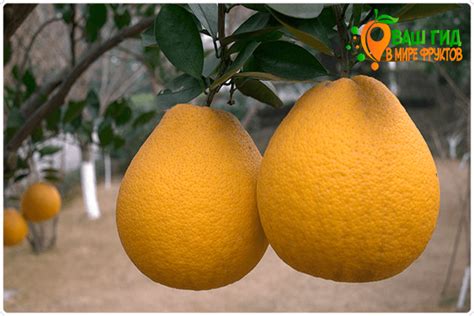 Помело польза