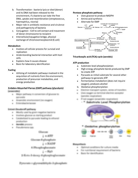 SOLUTION Clinical Bacteriology Bacterial Genetics Metabolism And