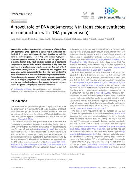 PDF A novel role of DNA polymerase λ in translesion synthesis in