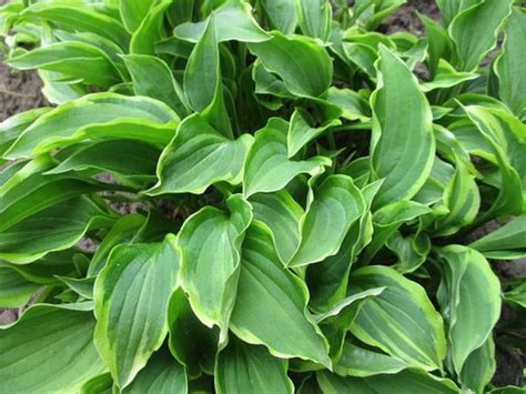 Hosta 'Lemon Delight' | NorgaTalu