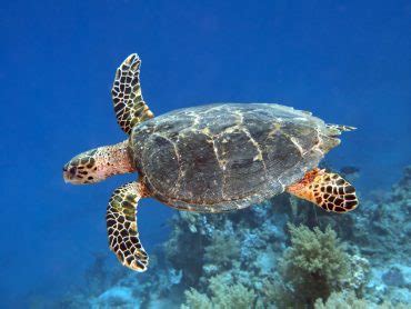 Why Are Hawksbill Turtles Endangered? - American Oceans