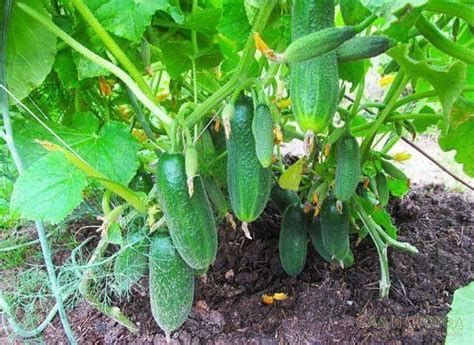 огородик | Cactus plants, Plants, Garden