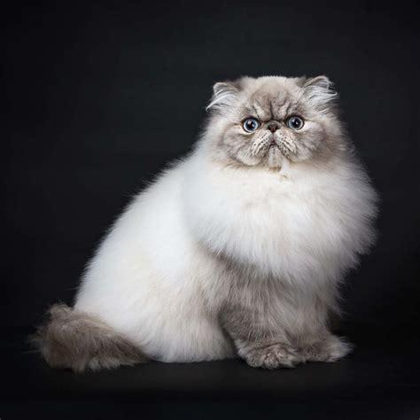 baby   persian kitten type  persian cats