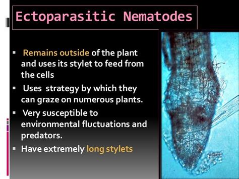 Nematology Nematode Biologyecology