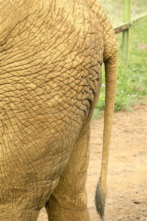 Elephant Tail Close Up Stock Image Image Of Detail Skin 23913441