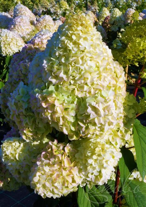 Гортензия метельчатая (Hydrangea paniculata `Diamantino`) - Гортензия ...