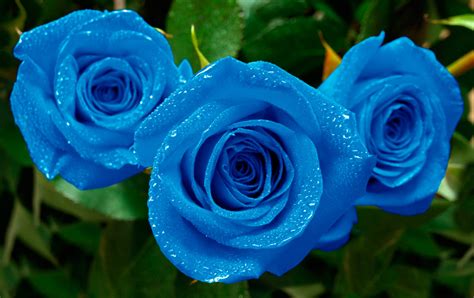 Rosas Azules